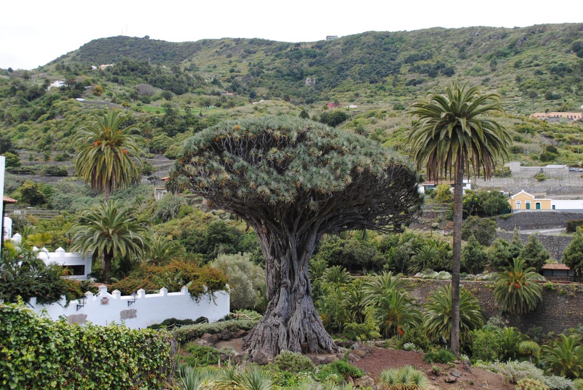 Finca Los Loros Icod De Los Vinos By Hrtenerife Net Santa Cruz de Tenerife Exterior photo